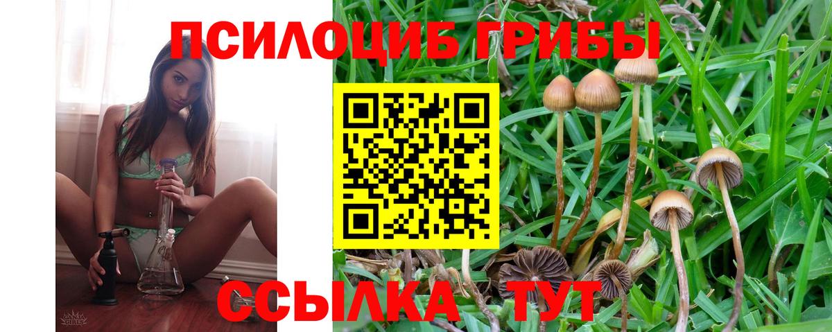 Будённовск  сколько стоит  Псилоцибиновые грибы прущие грибы  Вход с VPN  Псилоцибиновые грибы Magic Shrooms 